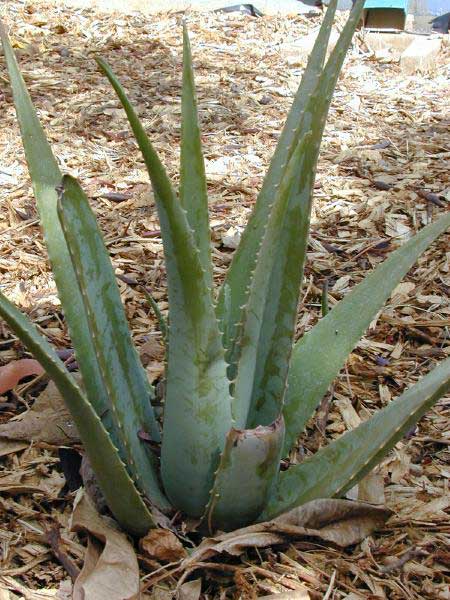 Agriculture Blog Aloe Vera زراعة الصبار